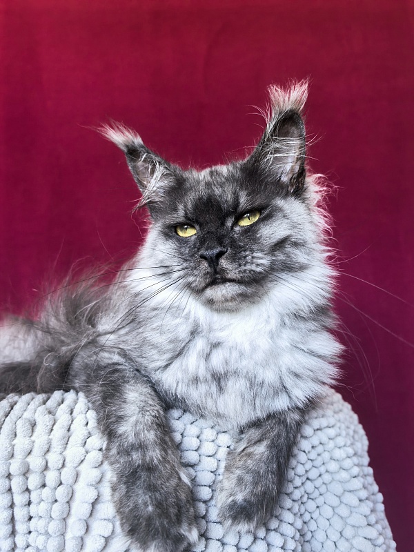 Hazel  Akbars - Adult maine-coon 1 year 2.5 weeks