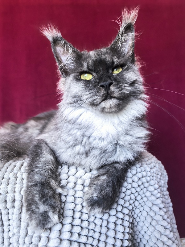 Hazel  Akbars - Adult maine-coon 1 year 2.5 weeks