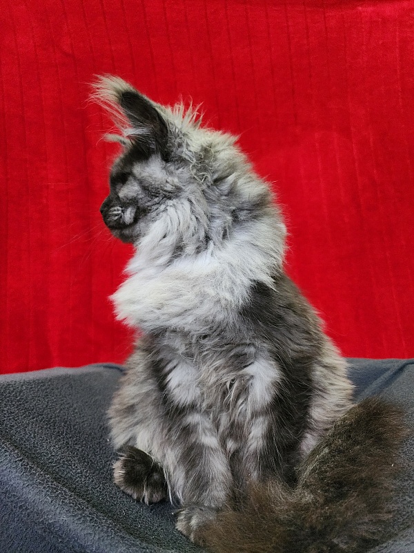 Hazel  Akbars - Kitten maine-coon 5 months 1.5 week