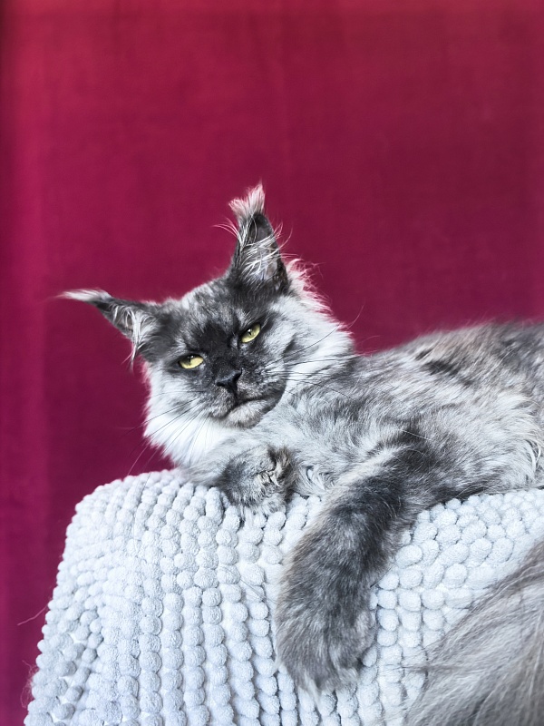 Hazel  Akbars - Adult maine-coon 1 year 2.5 weeks