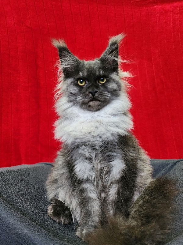 Hazel  Akbars - Kitten maine-coon 5 months 1.5 week