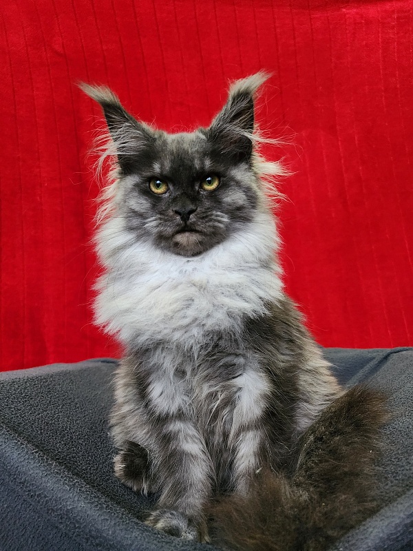 Hazel  Akbars - Kitten maine-coon 5 months 1.5 week