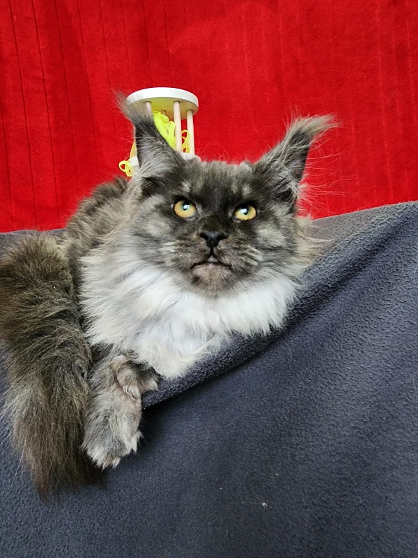 Hazel  Akbars - Kitten maine-coon 5 months 1.5 week