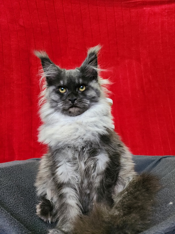 Hazel  Akbars - Kitten maine-coon 5 months 1.5 week