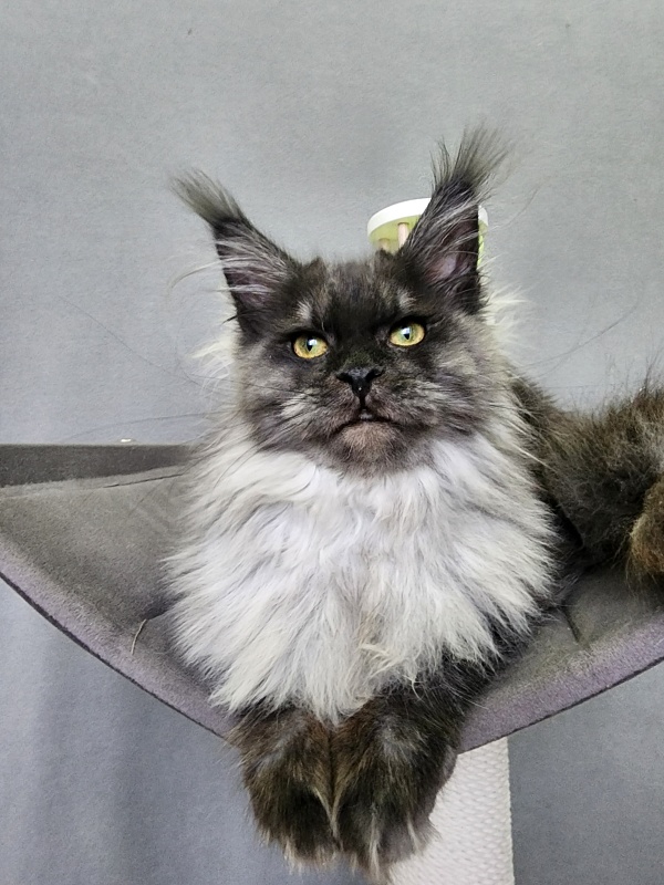 Hazel  Akbars - Kitten maine-coon 6 months