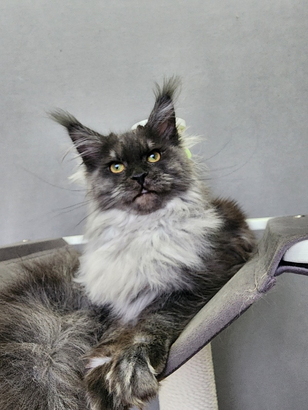 Hazel  Akbars - Kitten maine-coon 6 months