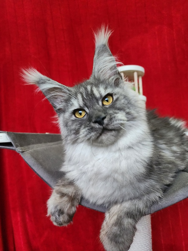 Hitchock Akbars - Kitten maine-coon 5 months 1.5 week