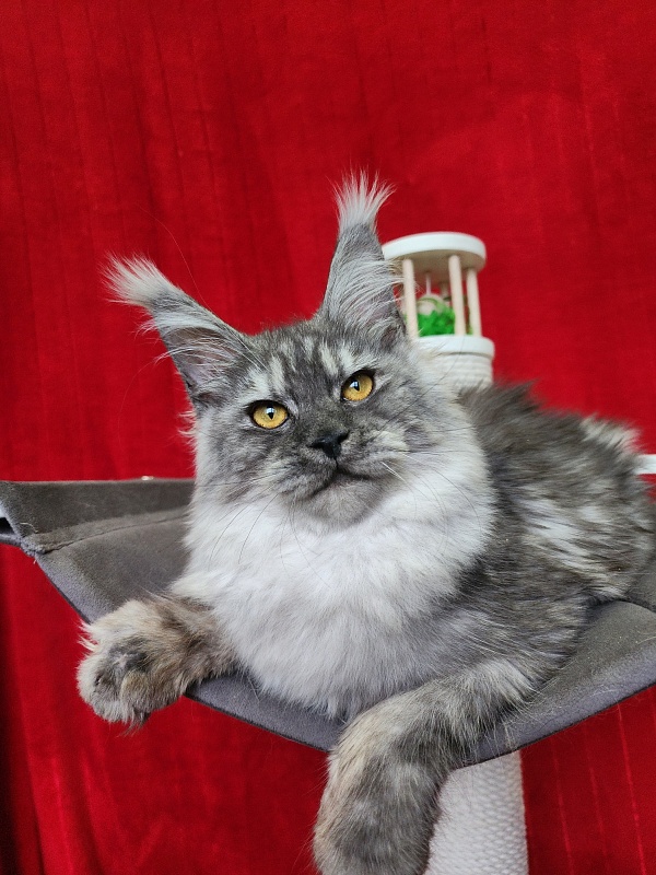 Hitchock Akbars - Kitten maine-coon 5 months 1.5 week