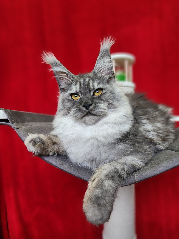 Hitchock Akbars - Kitten maine-coon 5 months 1.5 week