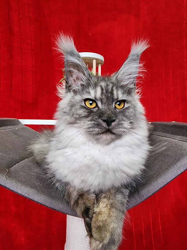 Hitchock Akbars - Kitten maine-coon 5 months 1.5 week