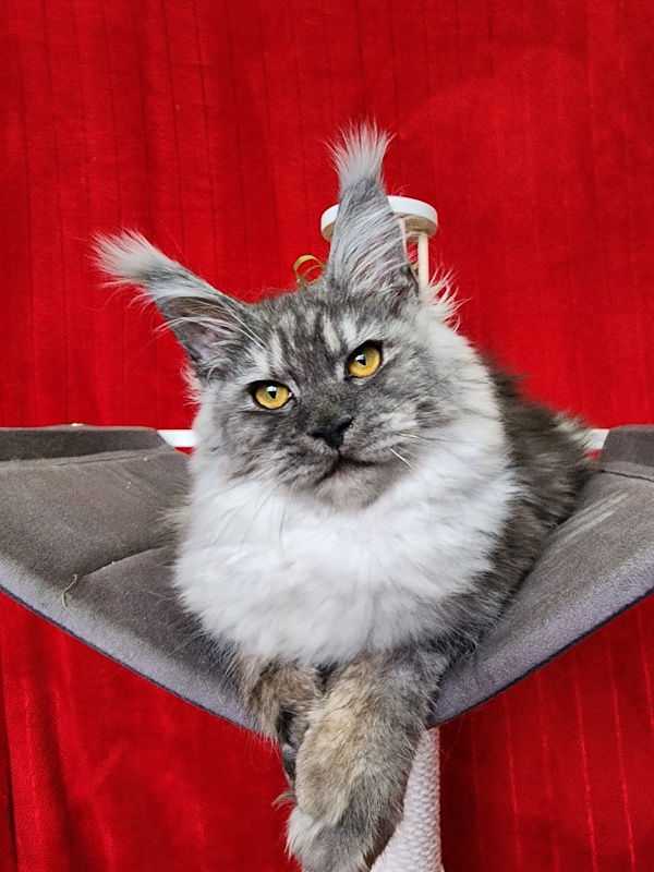 Hitchock Akbars - Kitten maine-coon 5 months 1.5 week