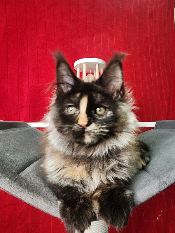 Uma Tris Akbars (polydactyl) 66/66 - Kitten maine-coon 3 months