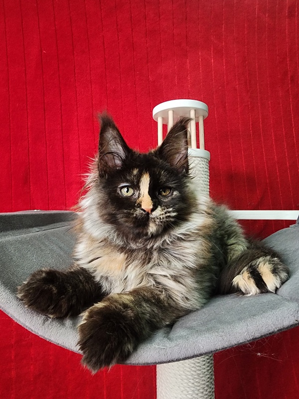Uma Tris Akbars (polydactyl) 66/66 - Kitten maine-coon 3 months