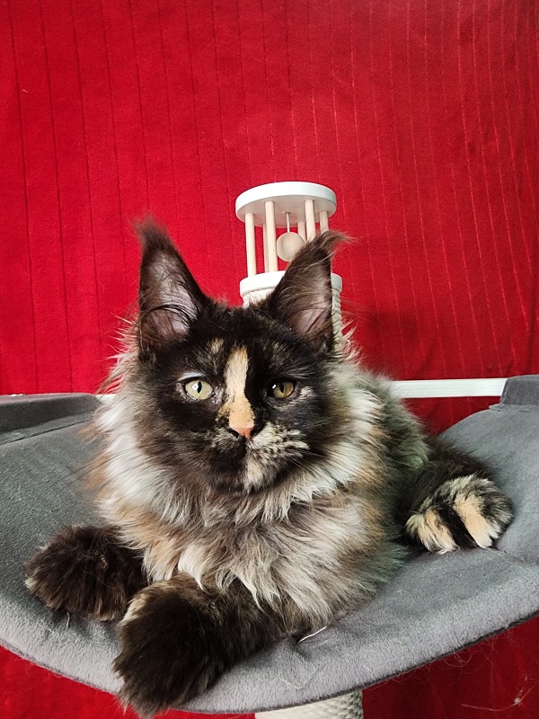 Uma Tris Akbars (polydactyl) 66/66 - Kitten maine-coon 3 months