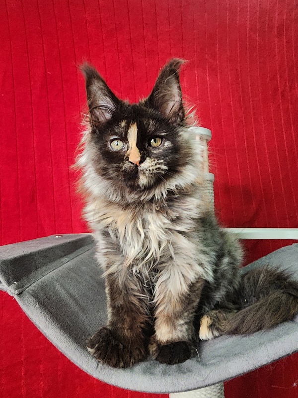 Uma Tris Akbars (polydactyl) 66/66 - Kitten maine-coon 3 months