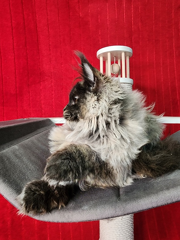 Uma Tris Akbars (polydactyl) 66/66 - Kitten maine-coon 4 months