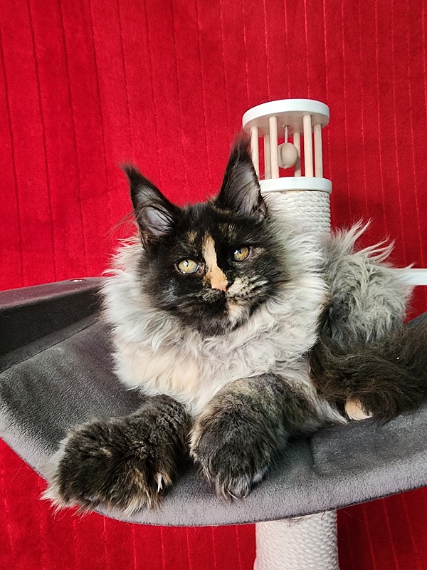 Uma Tris Akbars (polydactyl) 66/66 - Kitten maine-coon 4 months