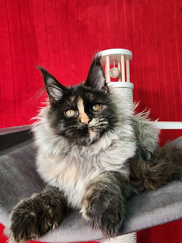 Uma Tris Akbars (polydactyl) 66/66 - Kitten maine-coon 4 months