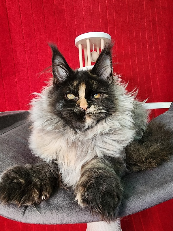 Uma Tris Akbars (polydactyl) 66/66 - Kitten maine-coon 4 months