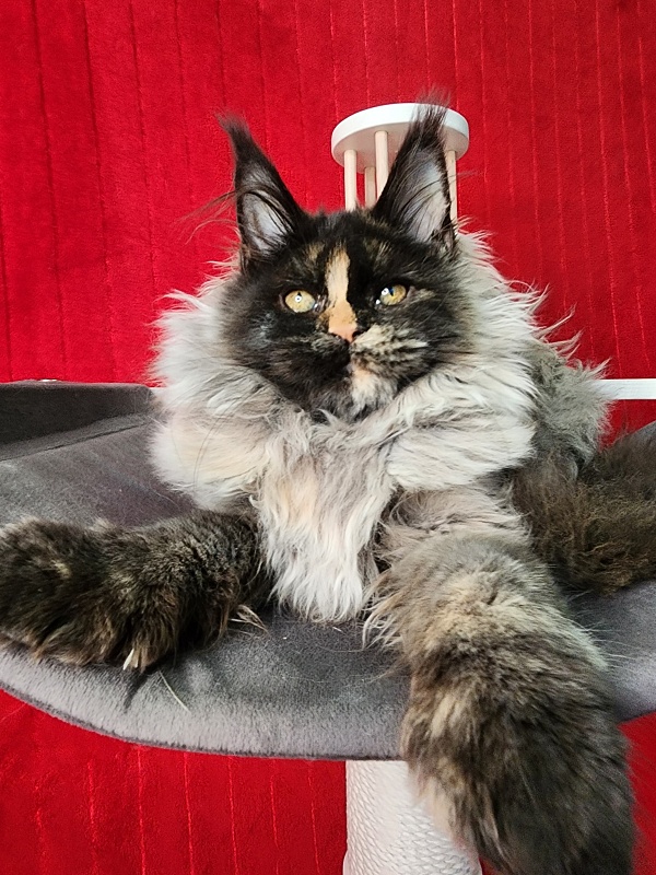Uma Tris Akbars (polydactyl) 66/66 - Kitten maine-coon 4 months