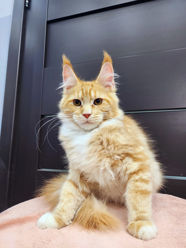 Wally Akbars - Kitten maine-coon 3 months 2 weeks