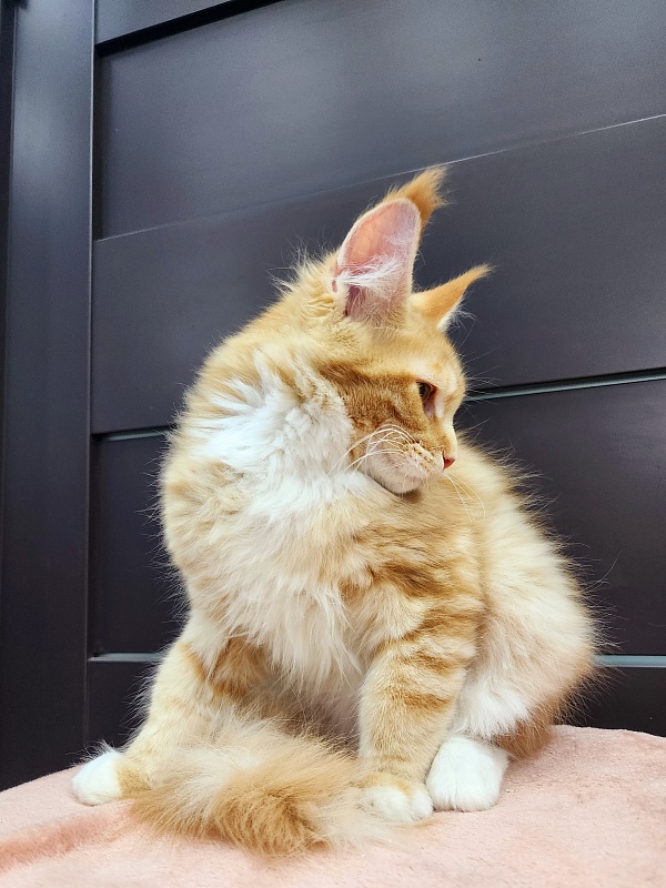 Wally Akbars - Kitten maine-coon 3 months 2 weeks