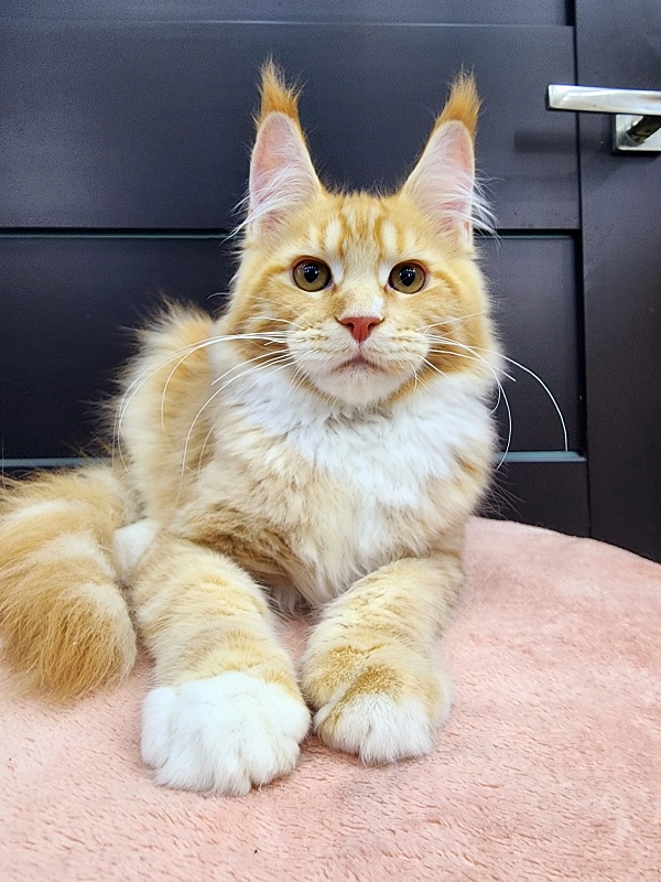 Wally Akbars - Kitten maine-coon 3 months 2 weeks