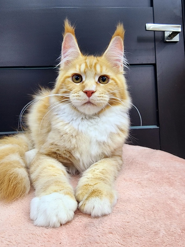 Wally Akbars - Kitten maine-coon 3 months 2 weeks