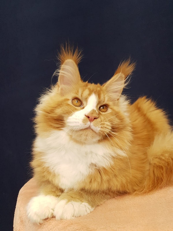 Willy Akbars - Kitten maine-coon 5 months 2.5 weeks