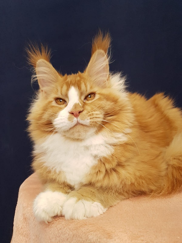 Willy Akbars - Kitten maine-coon 5 months 2.5 weeks