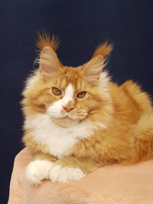 Willy Akbars - Kitten maine-coon 5 months 2.5 weeks