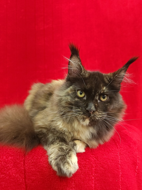 Wilma Akbars - Kitten maine-coon 5 months 2 weeks