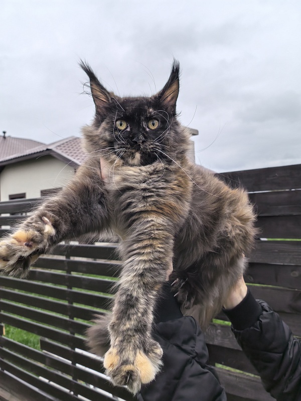 Wilma Akbars - Junior maine-coon 7 months
