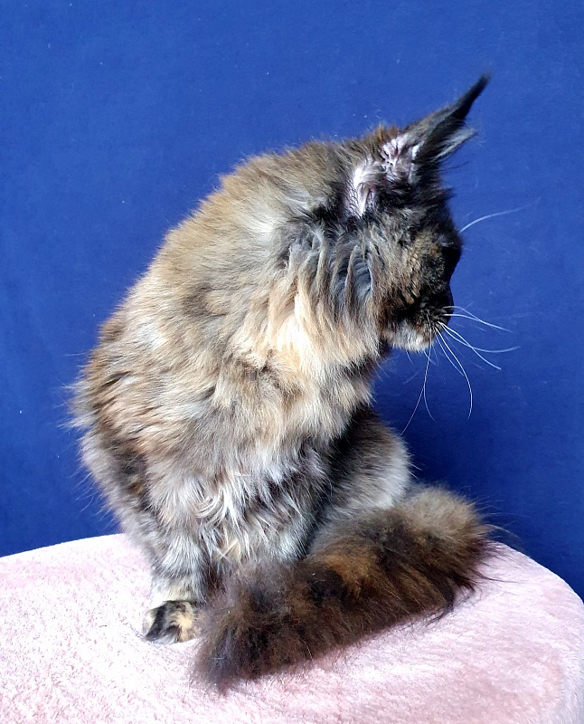 Wilma Akbars - Kitten maine-coon 6 months 0.5 weeks