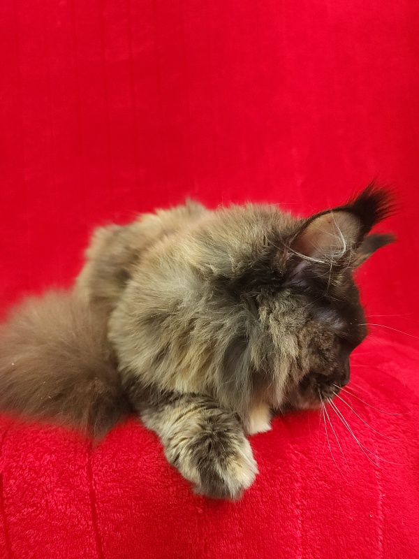 Wilma Akbars - Kitten maine-coon 5 months 2 weeks