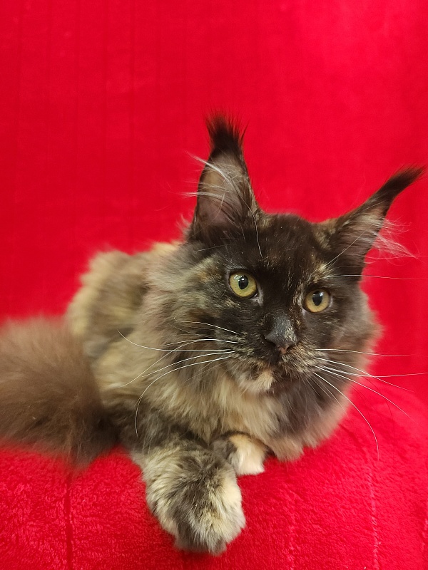 Wilma Akbars - Kitten maine-coon 5 months 2 weeks