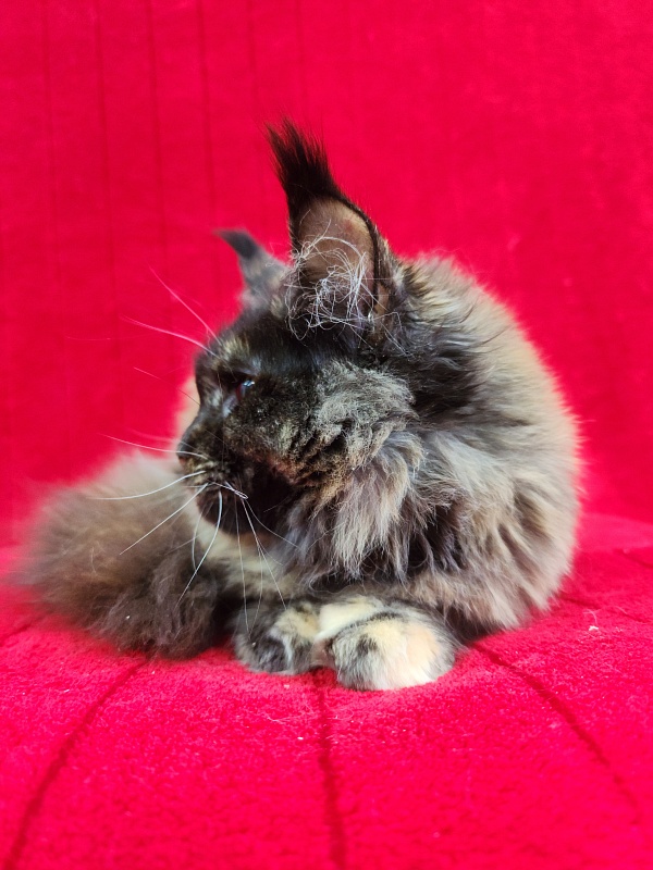 Wilma Akbars - Kitten maine-coon 5 months 1.5 week