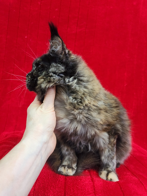 Wilma Akbars - Kitten maine-coon 5 months 1.5 week