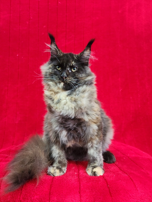 Wilma Akbars - Kitten maine-coon 5 months 1.5 week