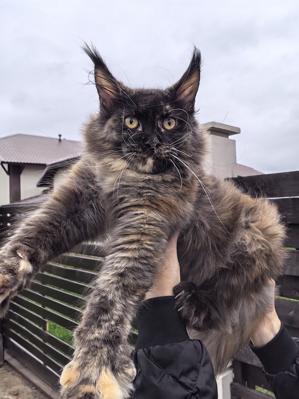 Wilma Akbars - Junior maine-coon 7 months