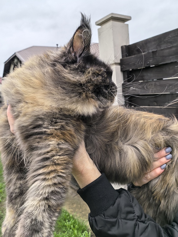 Wilma Akbars - Junior maine-coon 7 months