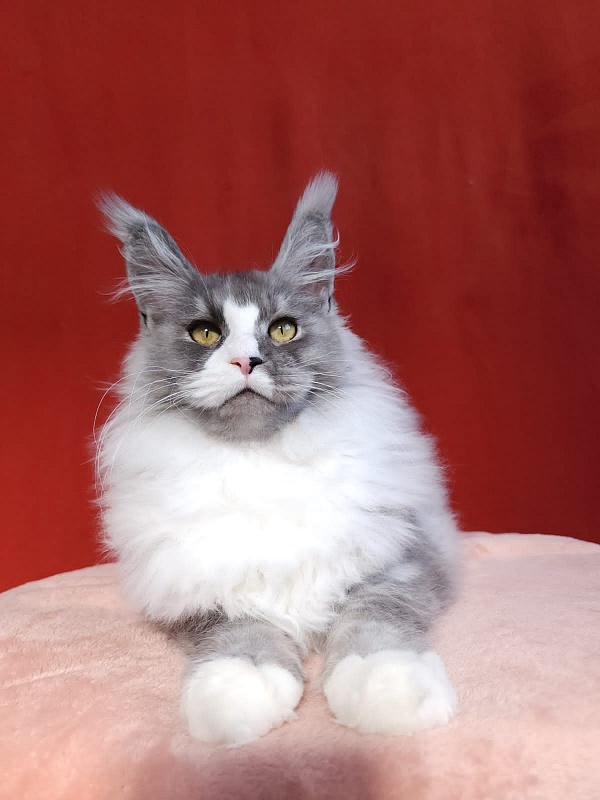 Amulet Akbars - Kitten maine-coon 4 months 3 weeks