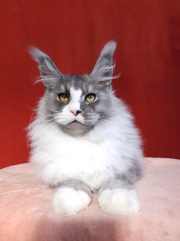 Amulet Akbars - Kitten maine-coon 4 months 3 weeks