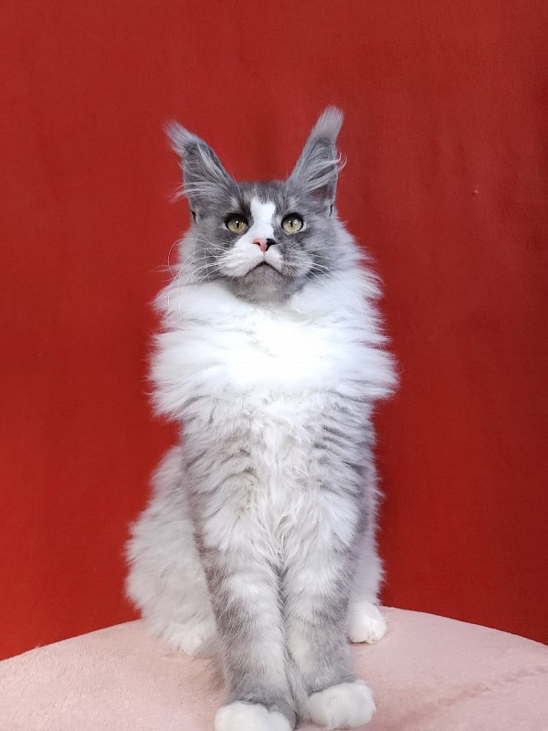 Amulet Akbars - Kitten maine-coon 4 months 3 weeks