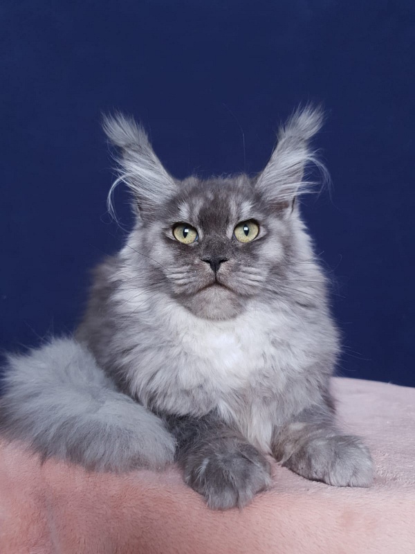 Aziza Akbars - Kitten maine-coon 6 months 1 week