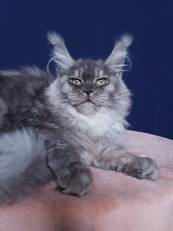 Aziza Akbars - Kitten maine-coon 6 months 1 week