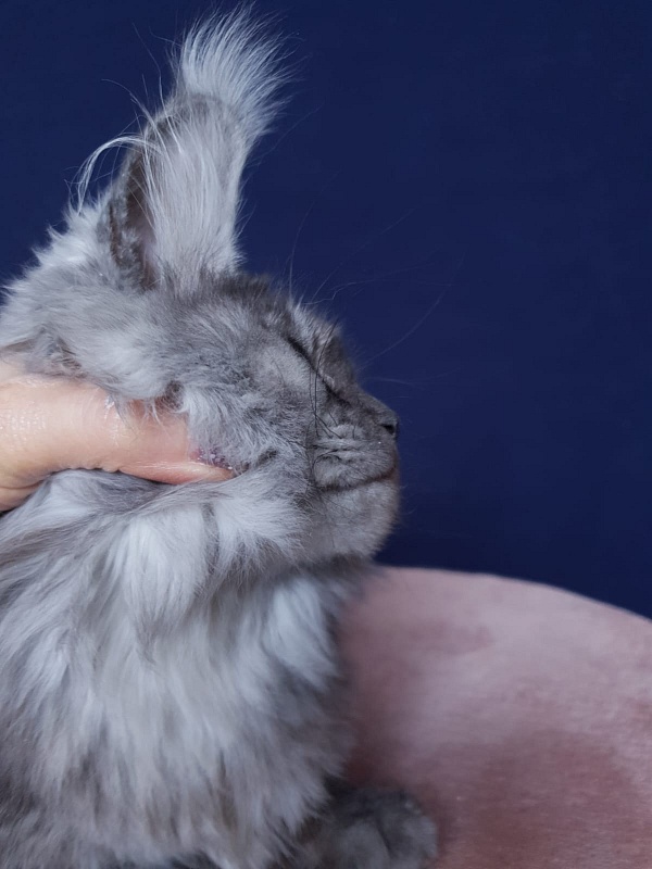 Aziza Akbars - Kitten maine-coon 6 months 1 week