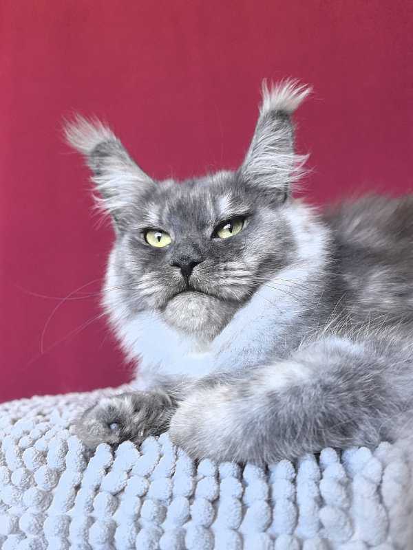 Aziza Akbars - Junior maine-coon 9.5 months