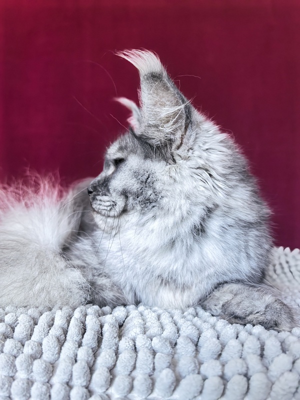 Aziza Akbars - Junior maine-coon 9.5 months