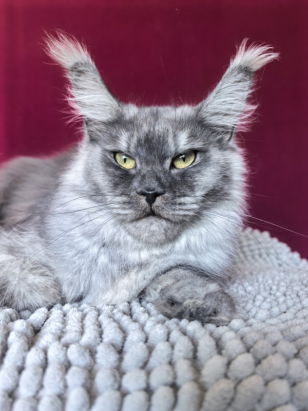 Aziza Akbars - Junior maine-coon 9.5 months